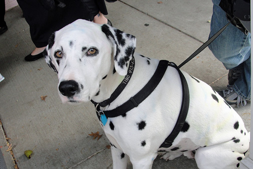 Tino_Prairie_Village_Dog