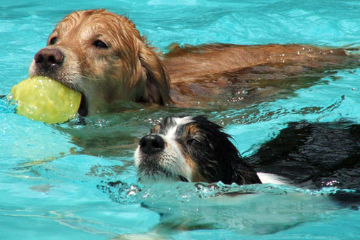 Local pups will have to wait until next year to get a chance to swim in the Prairie Village pool.