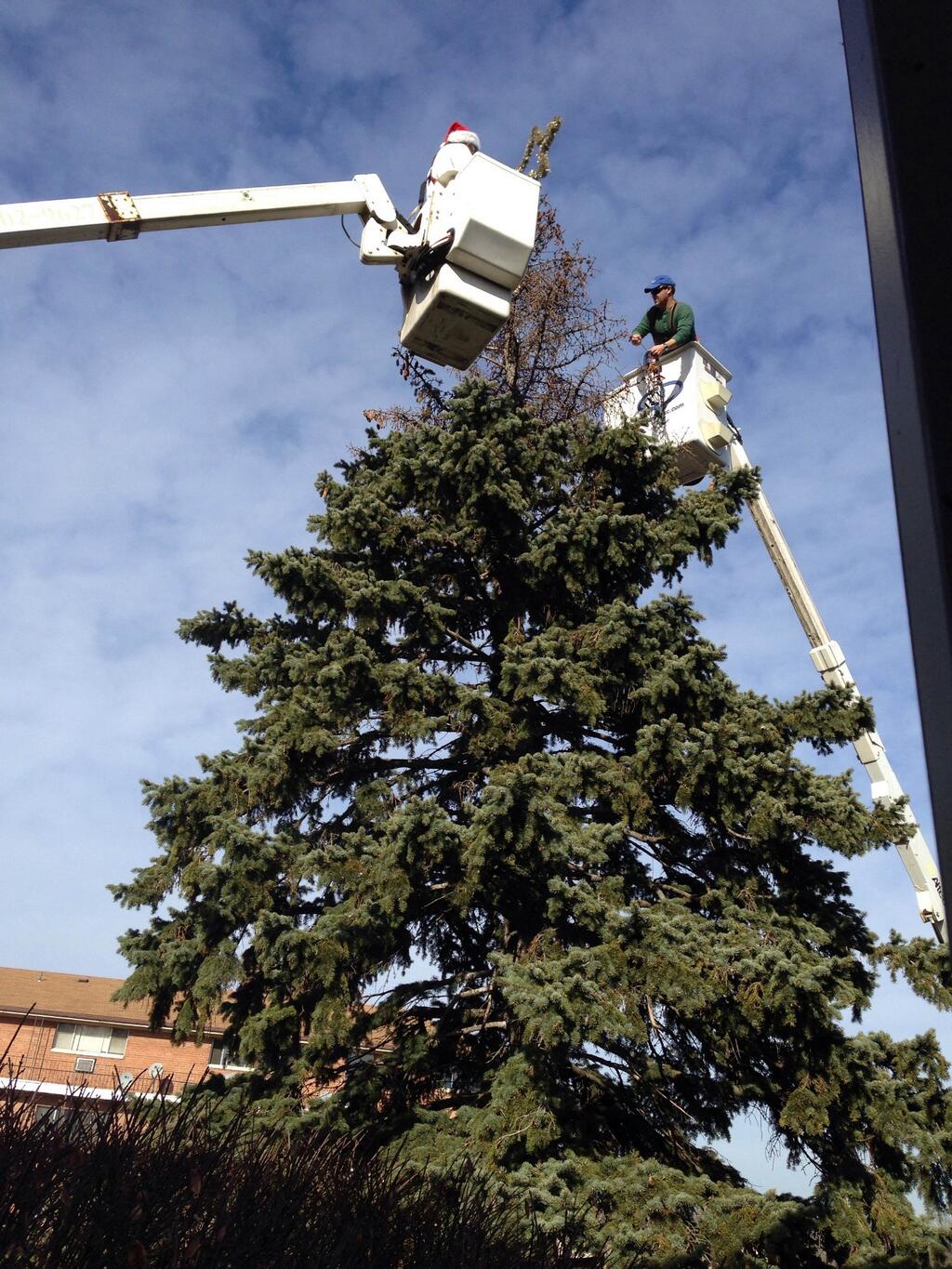Westwood public works getting the city's tree ready.