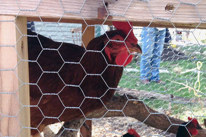 A happy hen in a coop at Deleware Street Commons in Lawrence, Kan.