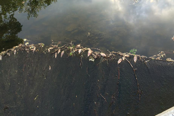 Dead fish collected in area creek's this month after a spring "turnover" event that stripped oxygen out of the water. Reader submitted photo.