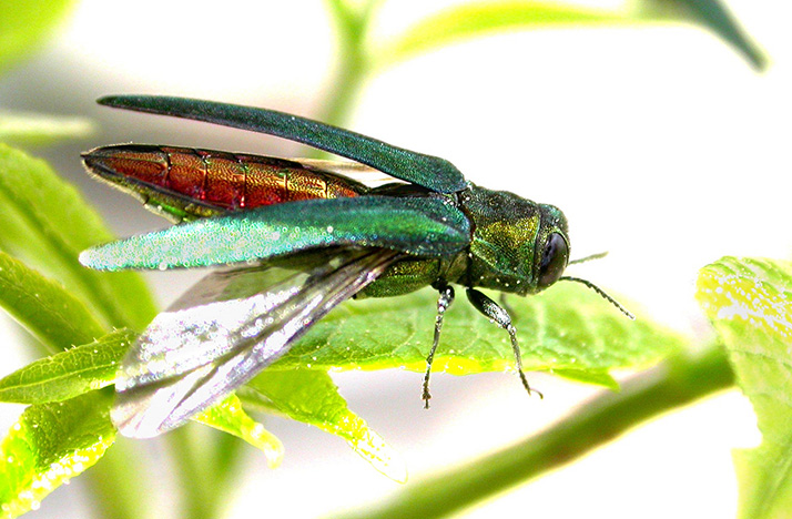 Prairie Village approved the allocation of $100,000 Monday to combat the spread of the emerald ash borer.