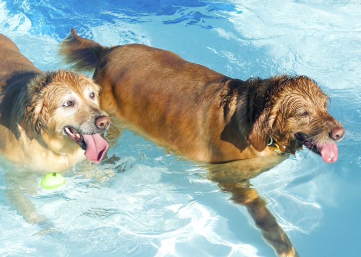 These dogs could not have been happier than they were sharing the pool in Mission Tuesday night.