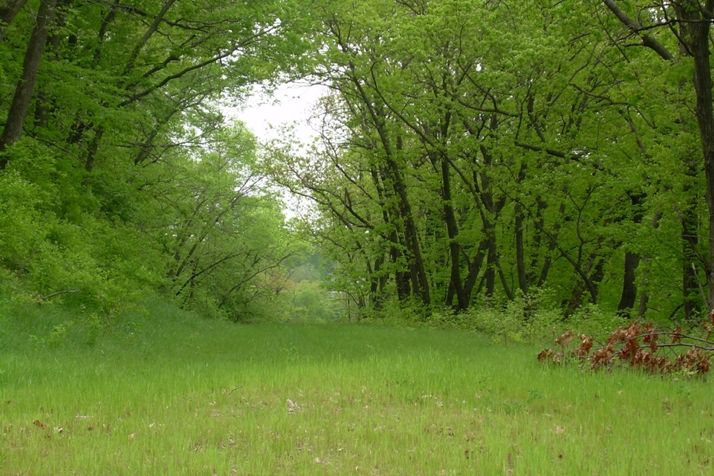 An abandoned road bed runs through part of the proposed Turkey Creek Trail route in Mission.