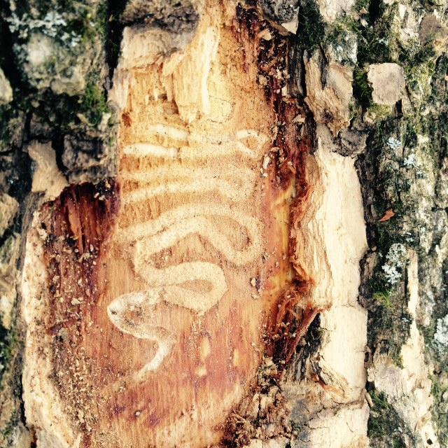 The scars left by Emerald Ash Borer infestation on the north Prairie Village Tree. Photo provided by Prairie Village Public Works.