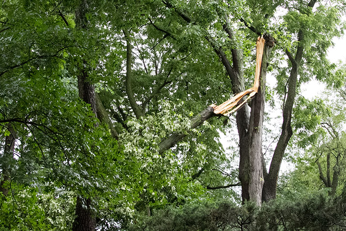 High winds felled limbs throughout northeast Johnson County.