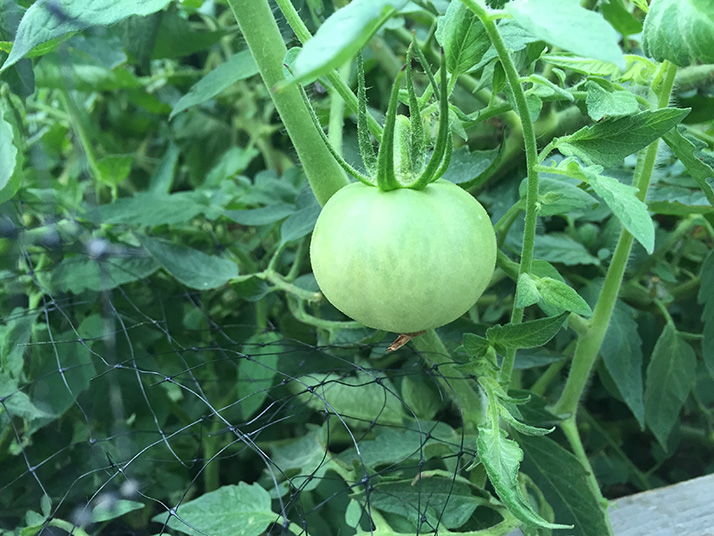 Looks promising, doesn't it? It will be devoured by a squirrel in the next day, guaranteed.