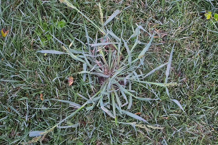 Crabgrass has flourished in northeast Johnson County this summer on account of the cool, wet weather.
