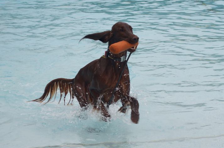 Dogs in pool4