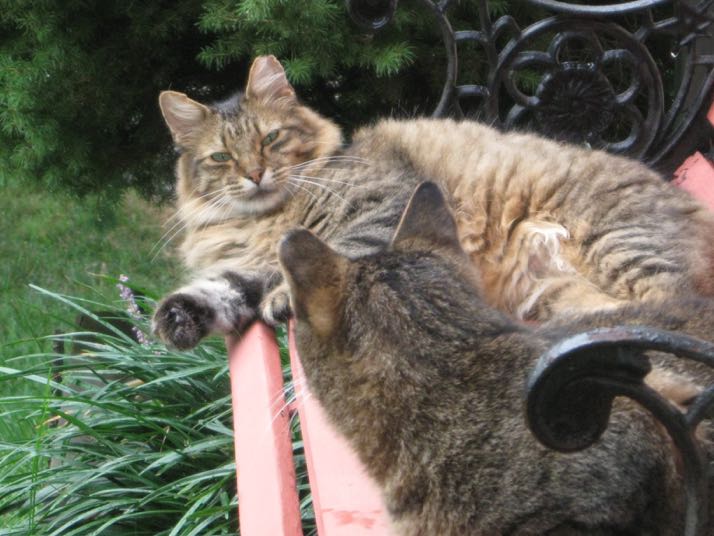 The two remaining ear-tipped feral cats that hang out in Steven Lewis's yard.