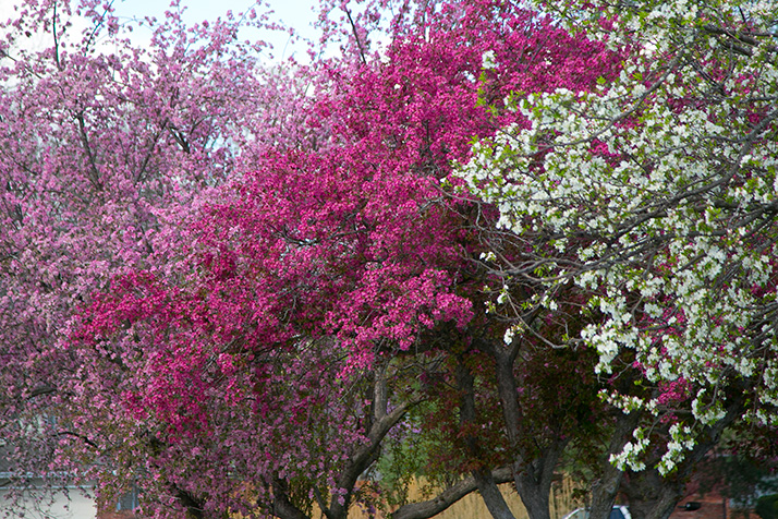 A springy three-tree combo in southern Prairie Village.