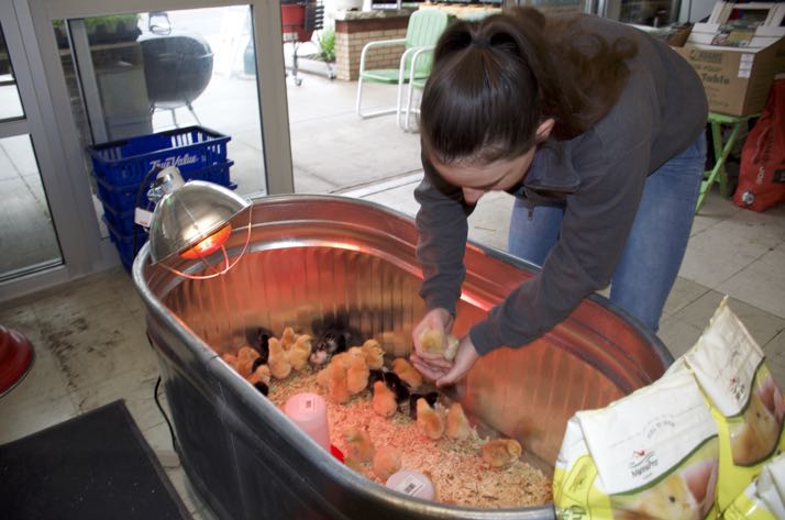 More permits for chickens have been taken out this year in Roeland Park and Mission.