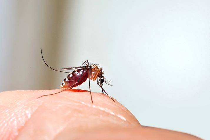 Zika is carried by the Aedes species of mosquito.