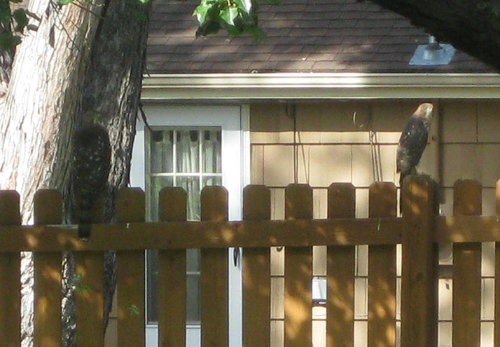Two hawks perched on Hohensee's fence.