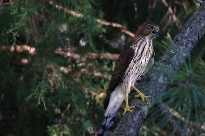 Hawk_2