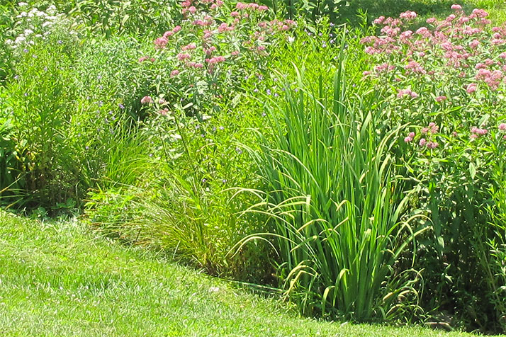 Stormwater treatment facilities use native plants to help absorb runoff.