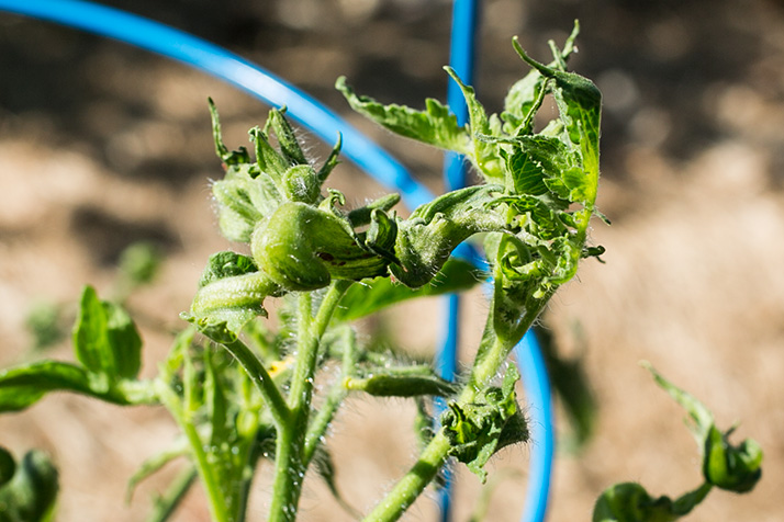 Warped and twisted leaves on tomato plants are a telltale sign of exposure to common weed-killing chemicals.