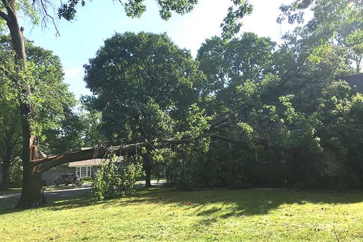 A massive oak split down the middle and fell on a Prairie Village home Saturday.
