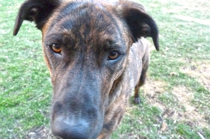 A dog of indeterminate breed.