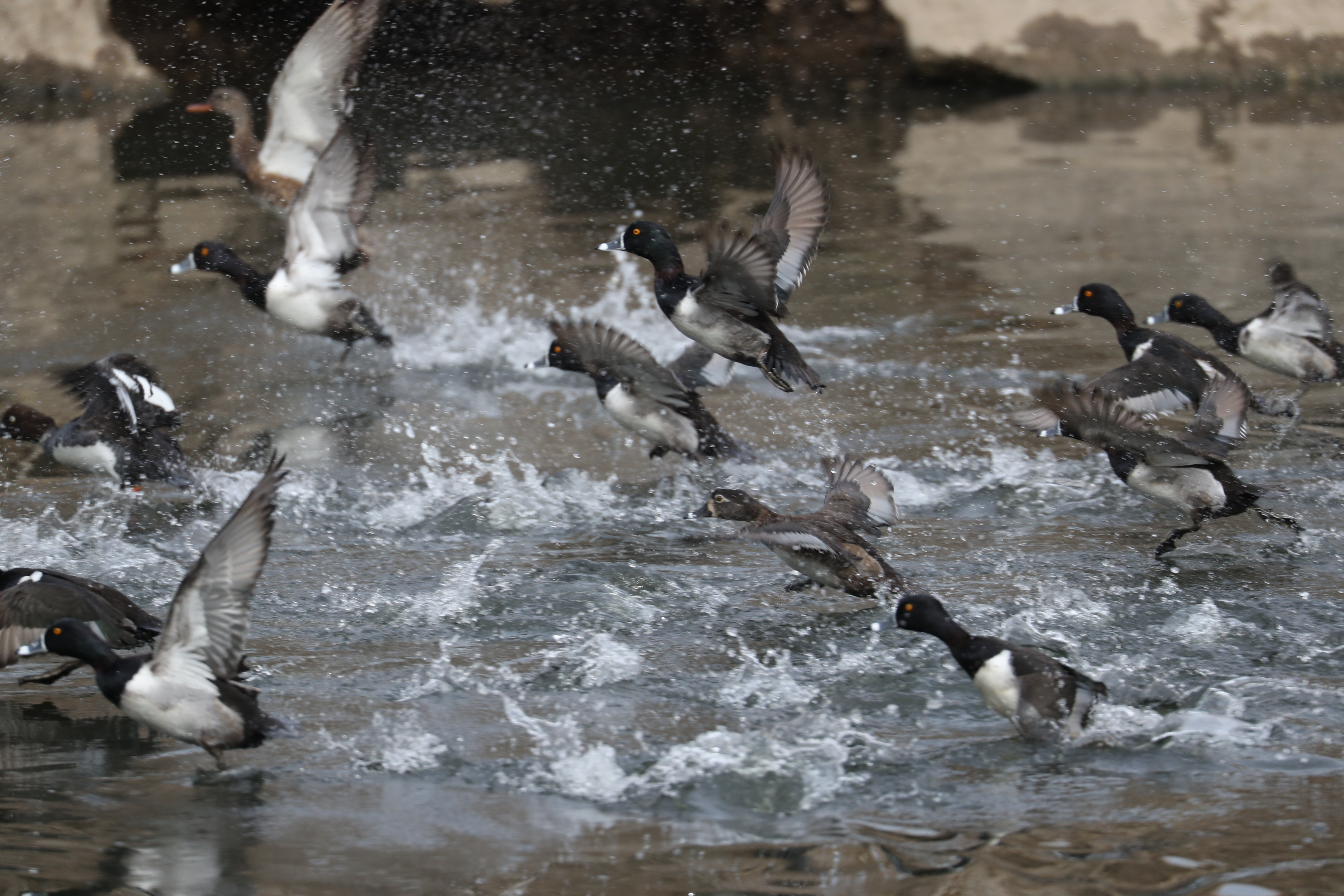Golden Eye ducks take off from a pond at Leawood Park.