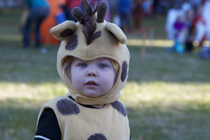 This very rare species of giraffe tops out at under 2 feet tall!