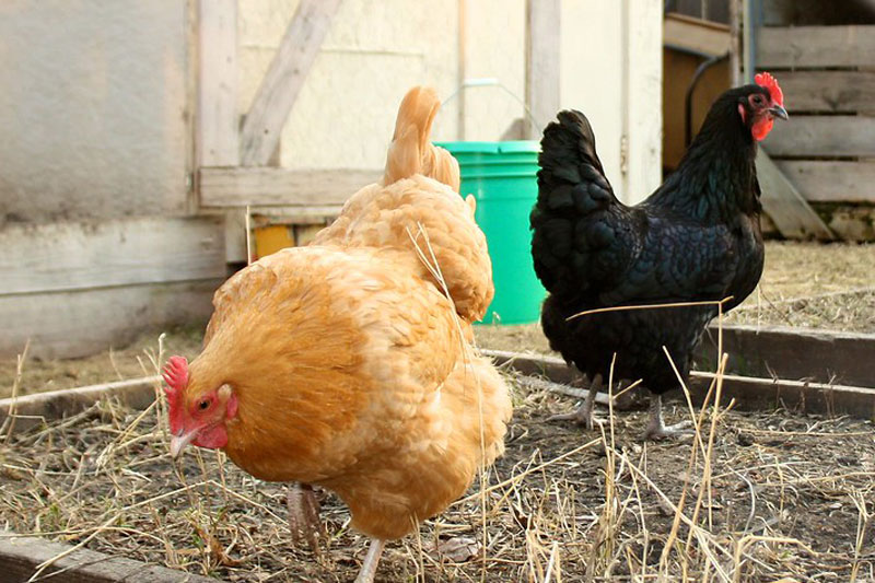 Prairie Village Homes Association deed restrictions could override