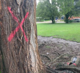 Red X on Roeland Park tree