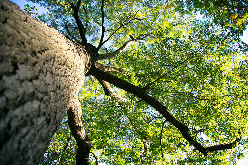 Prairie Village tree panel offers tips to support aging canopy