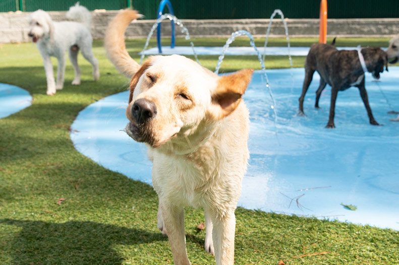 PetSuites, offering boarding and grooming, opens in Shawnee